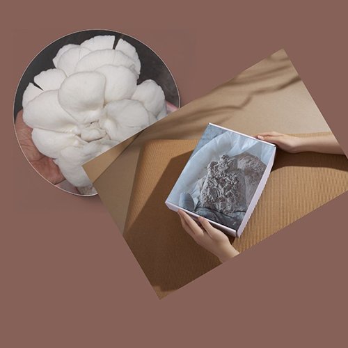 mushroom-powder